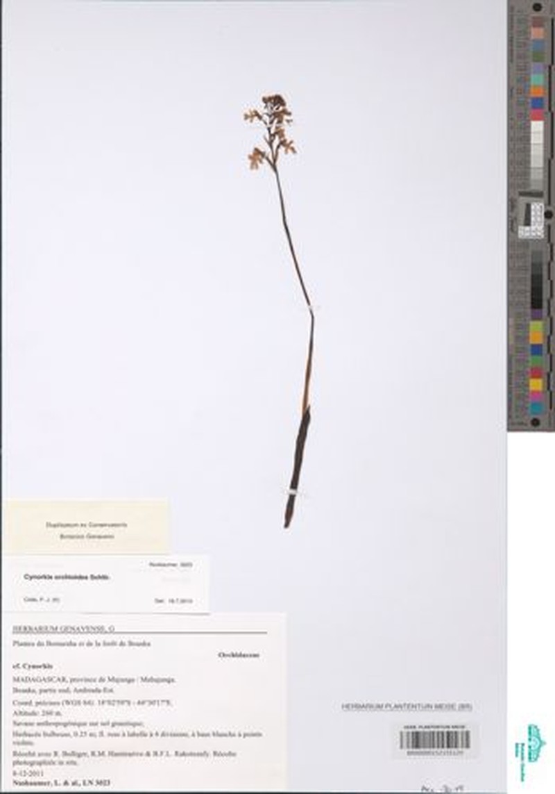 Cynorkis orchioides photo 2