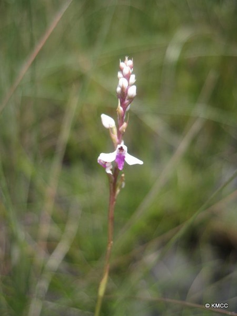 Cynorkis papillosa
