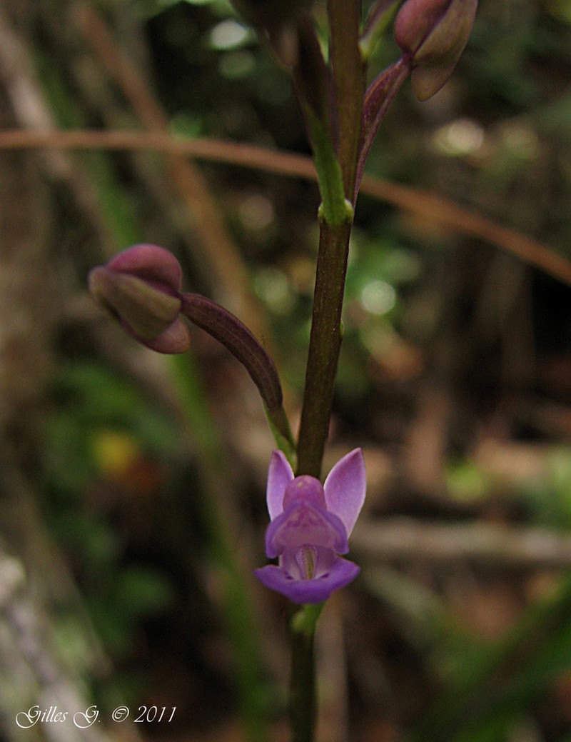 Cynorkis paradoxa