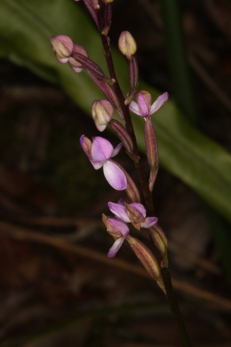 Cynorkis paradoxa photo 2