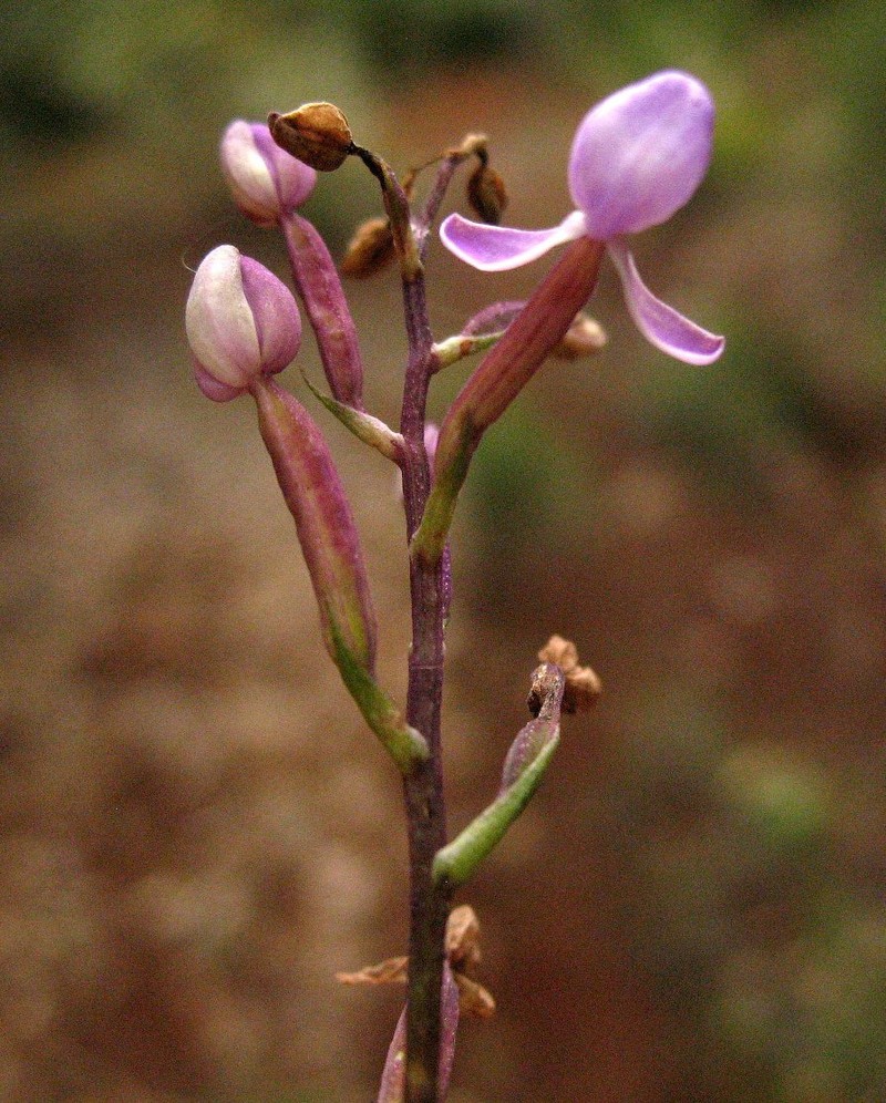Cynorkis paradoxa photo 3
