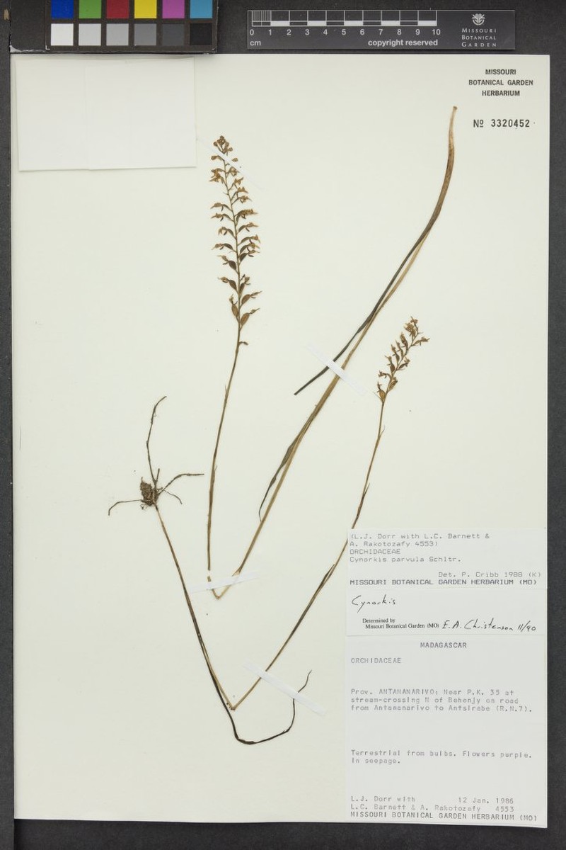Cynorkis parvula
