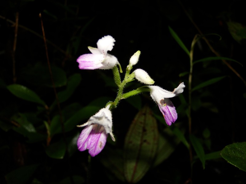 Cynorkis petiolata photo 2