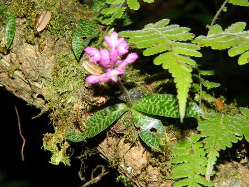 Cynorkis peyrotii