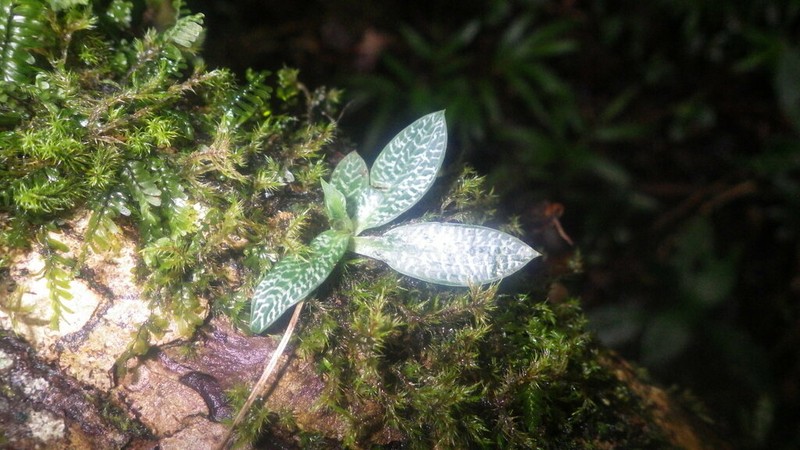 Cynorkis peyrotii photo 2