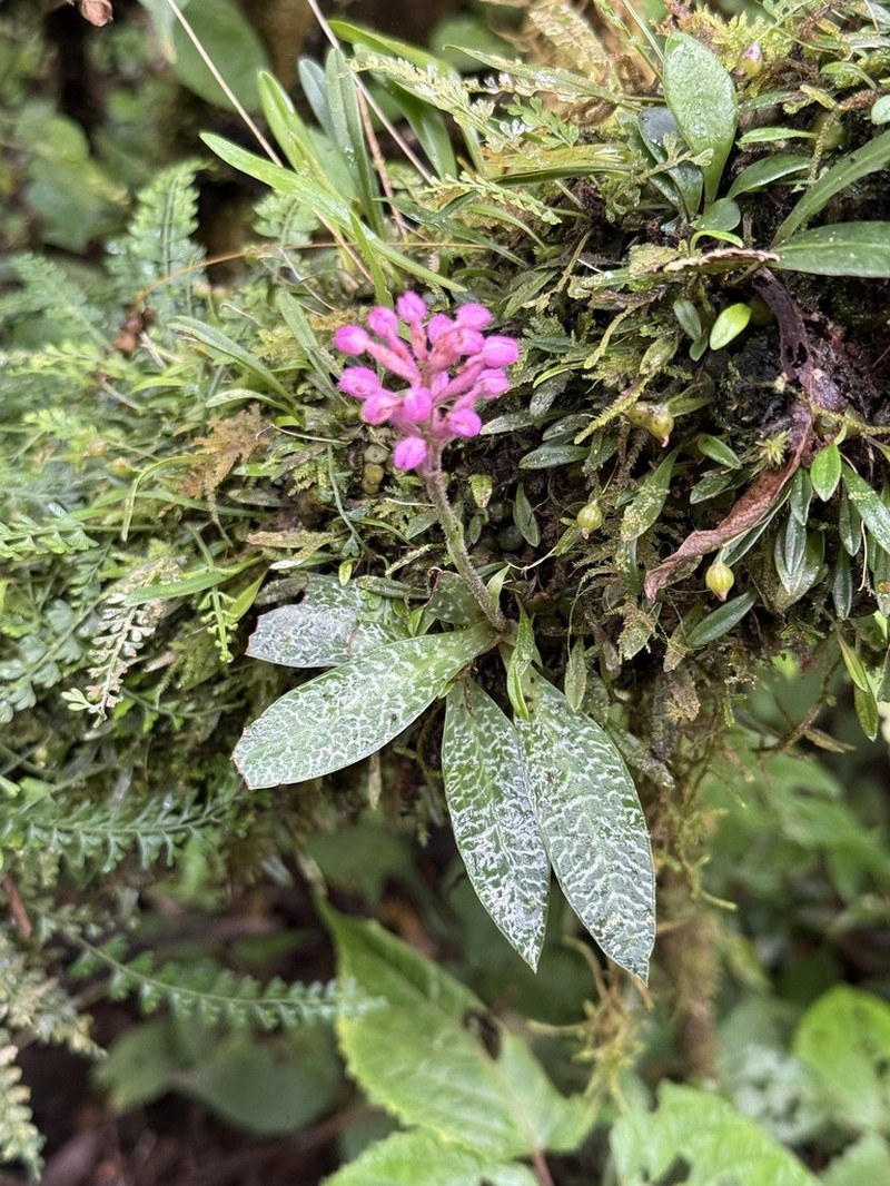 Cynorkis peyrotii photo 3