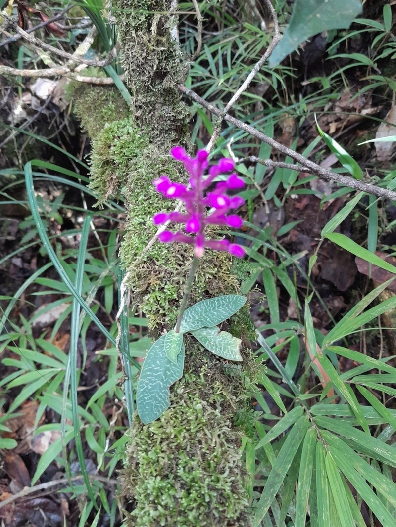 Cynorkis peyrotii photo 4