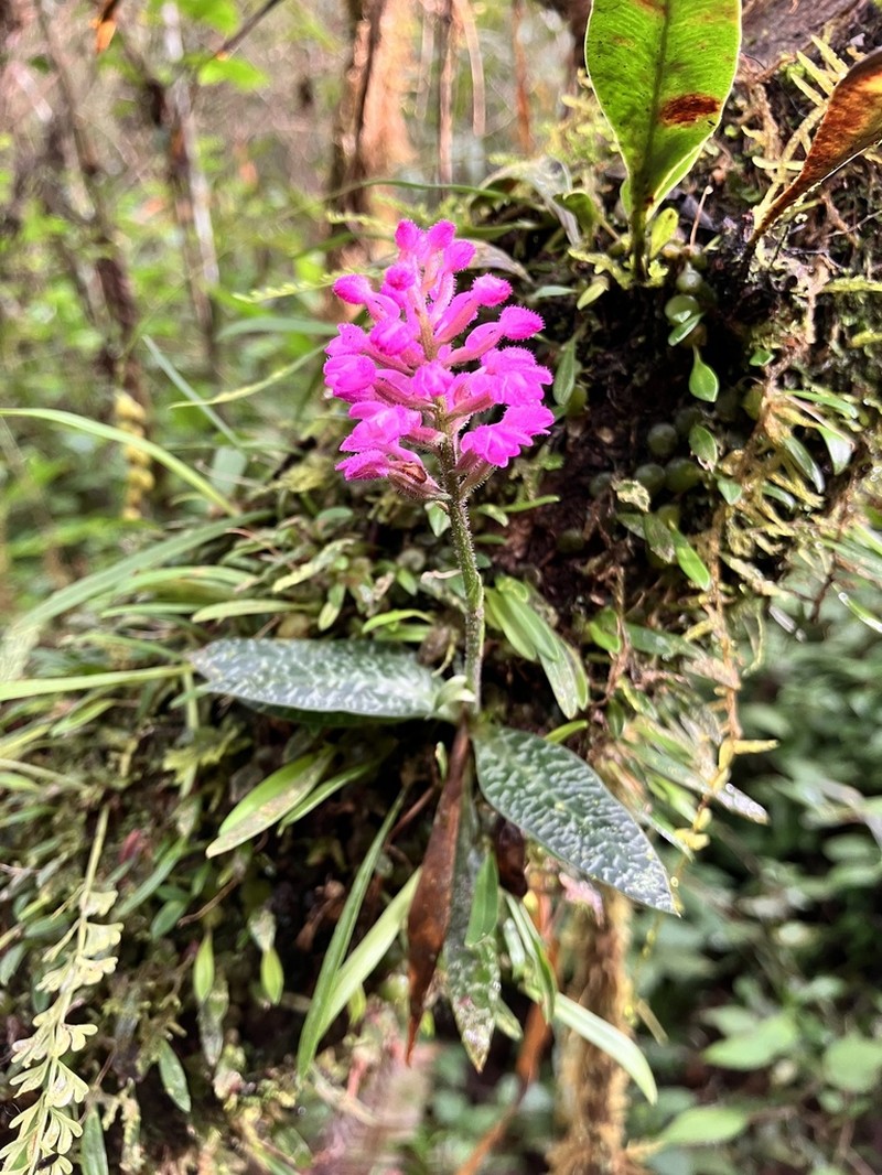 Cynorkis peyrotii photo 5
