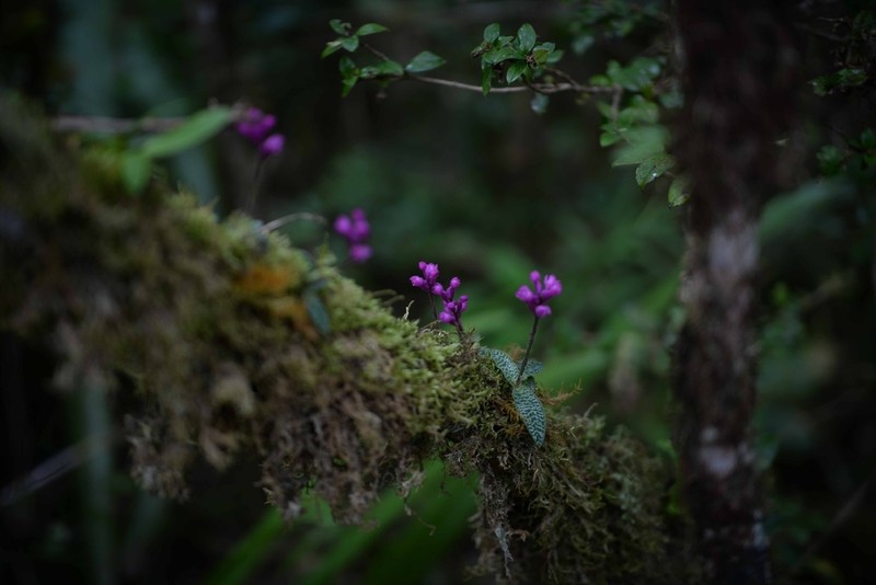 Cynorkis peyrotii photo 6