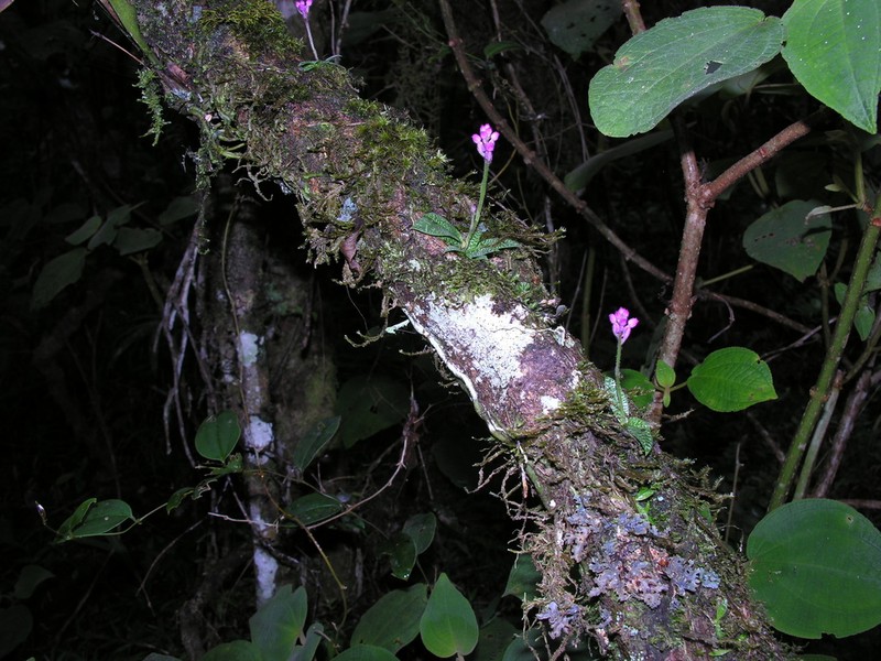 Cynorkis peyrotii photo 7