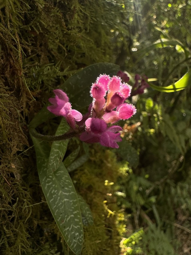 Cynorkis peyrotii photo 8