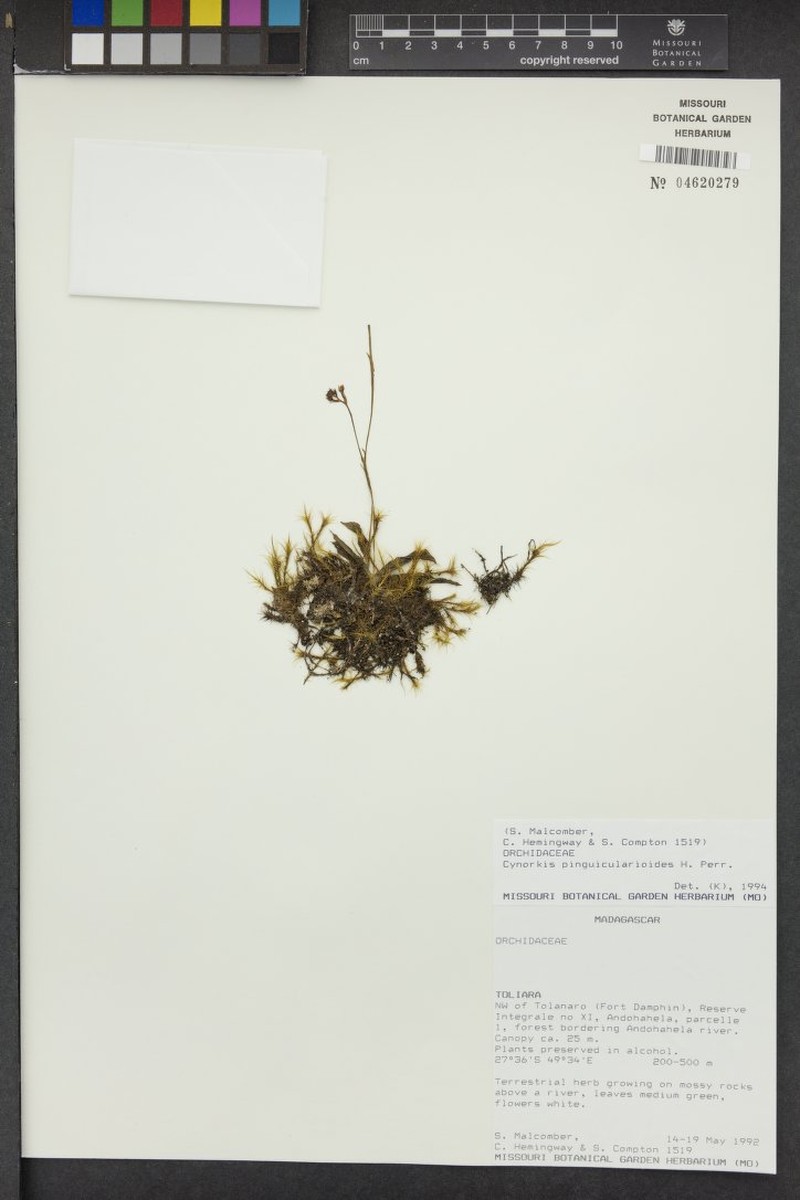 Cynorkis pinguicularioides