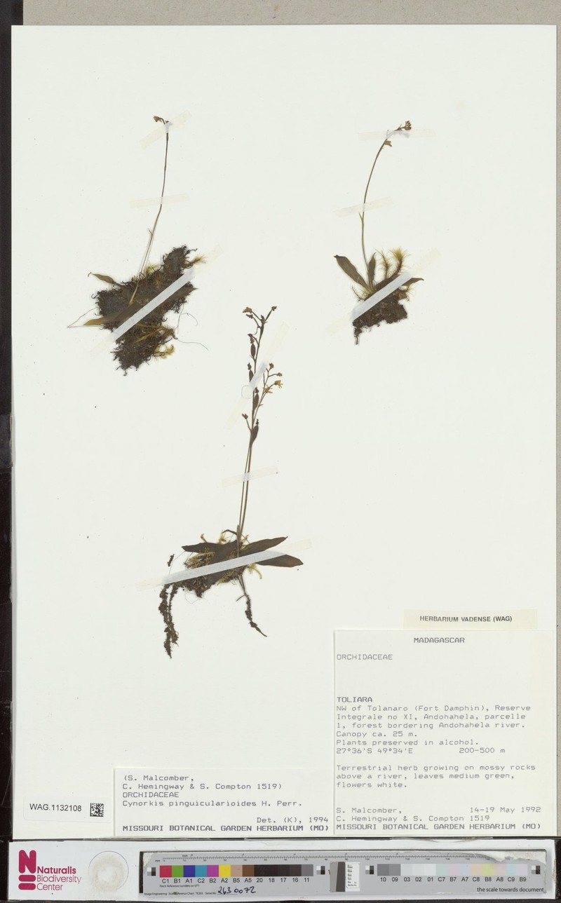 Cynorkis pinguicularioides photo 2
