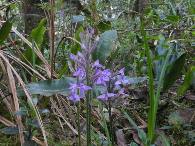 Cynorkis pleistadenia