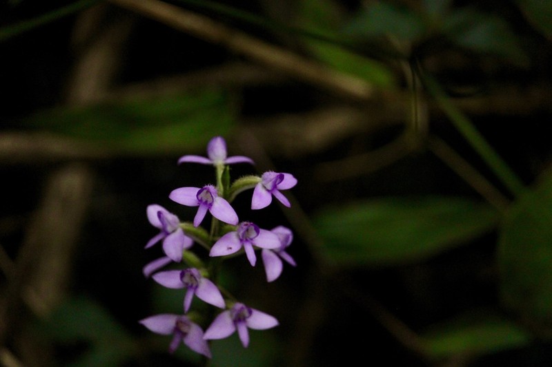 Cynorkis pleistadenia photo 2