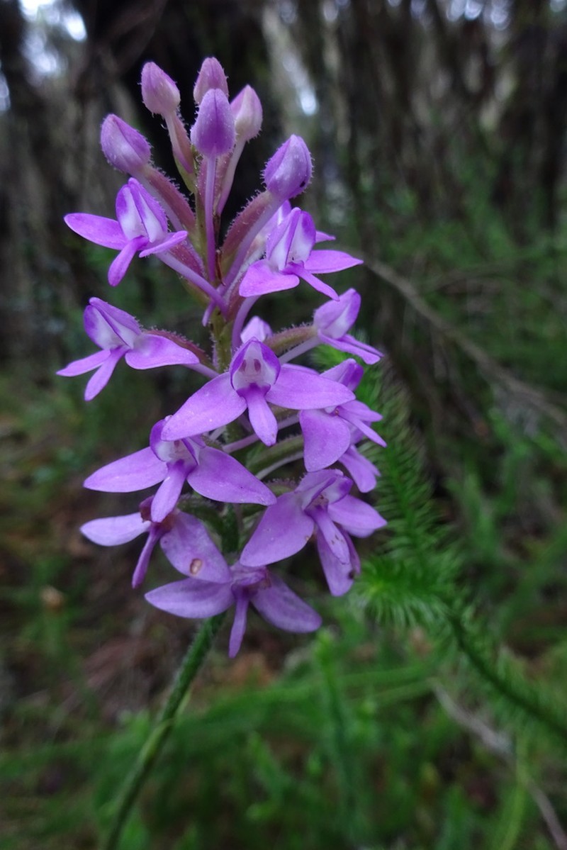 Cynorkis pleistadenia photo 3