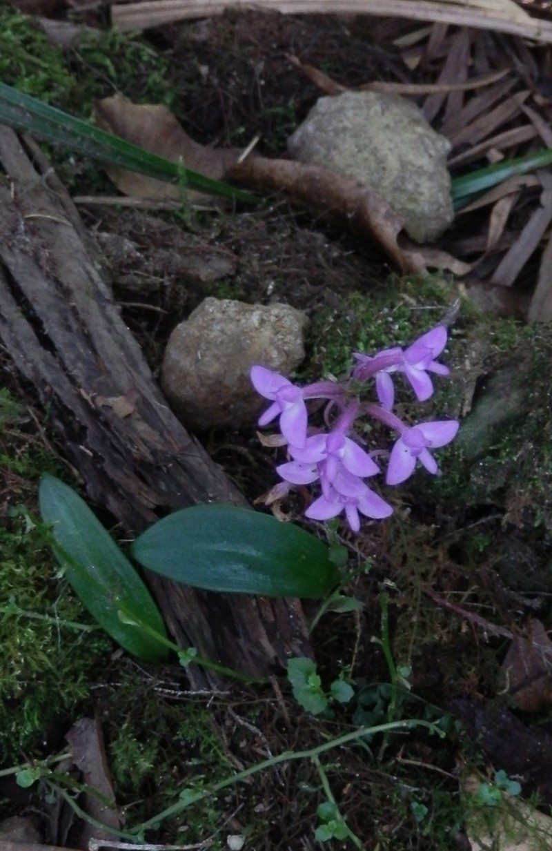 Cynorkis pleistadenia photo 4