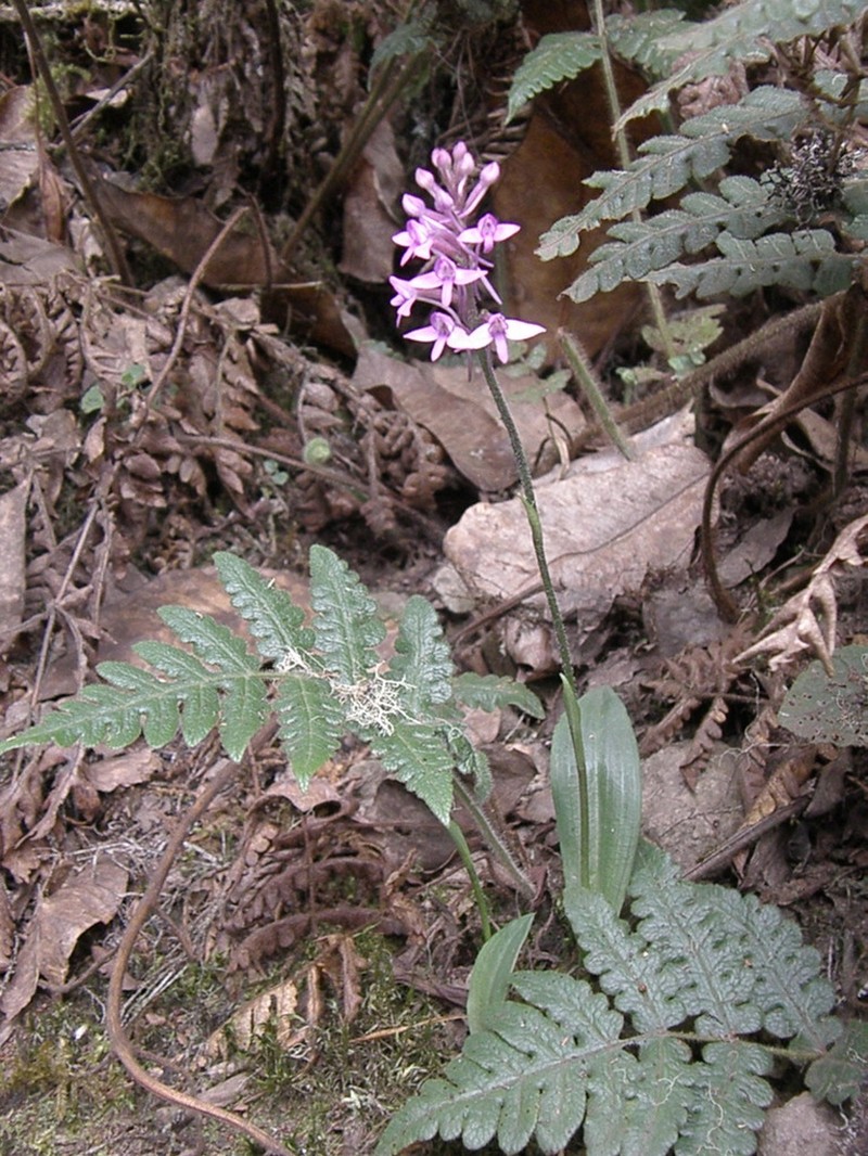 Cynorkis pleistadenia photo 5