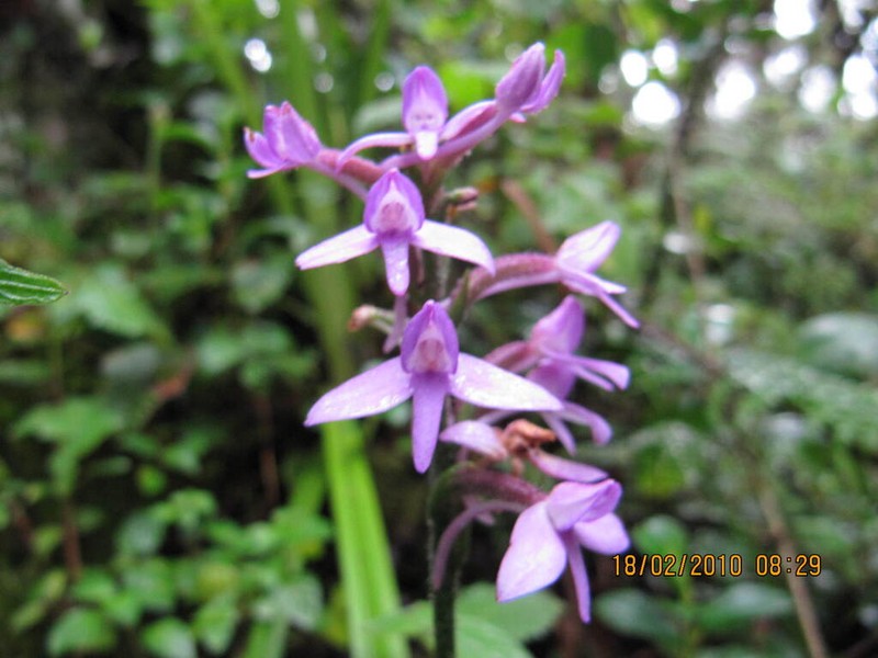 Cynorkis pleistadenia photo 6