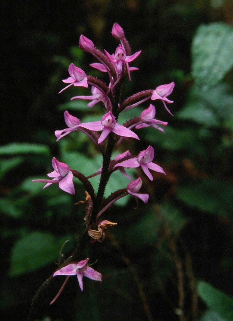 Cynorkis pleistadenia photo 7