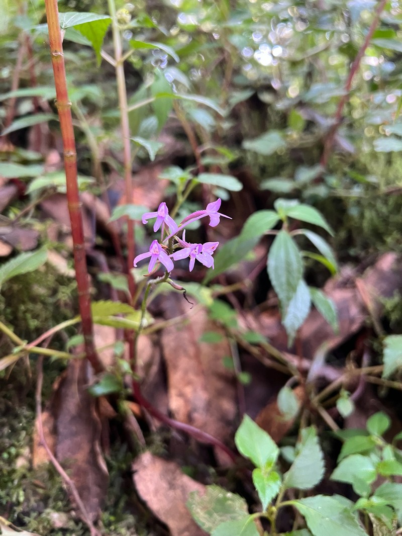 Cynorkis pleistadenia photo 8