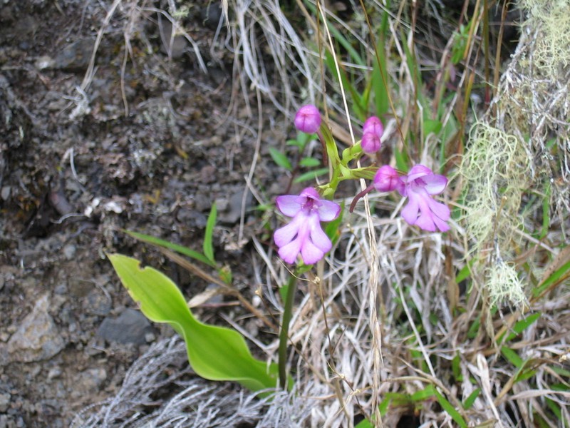 Cynorkis purpurascens
