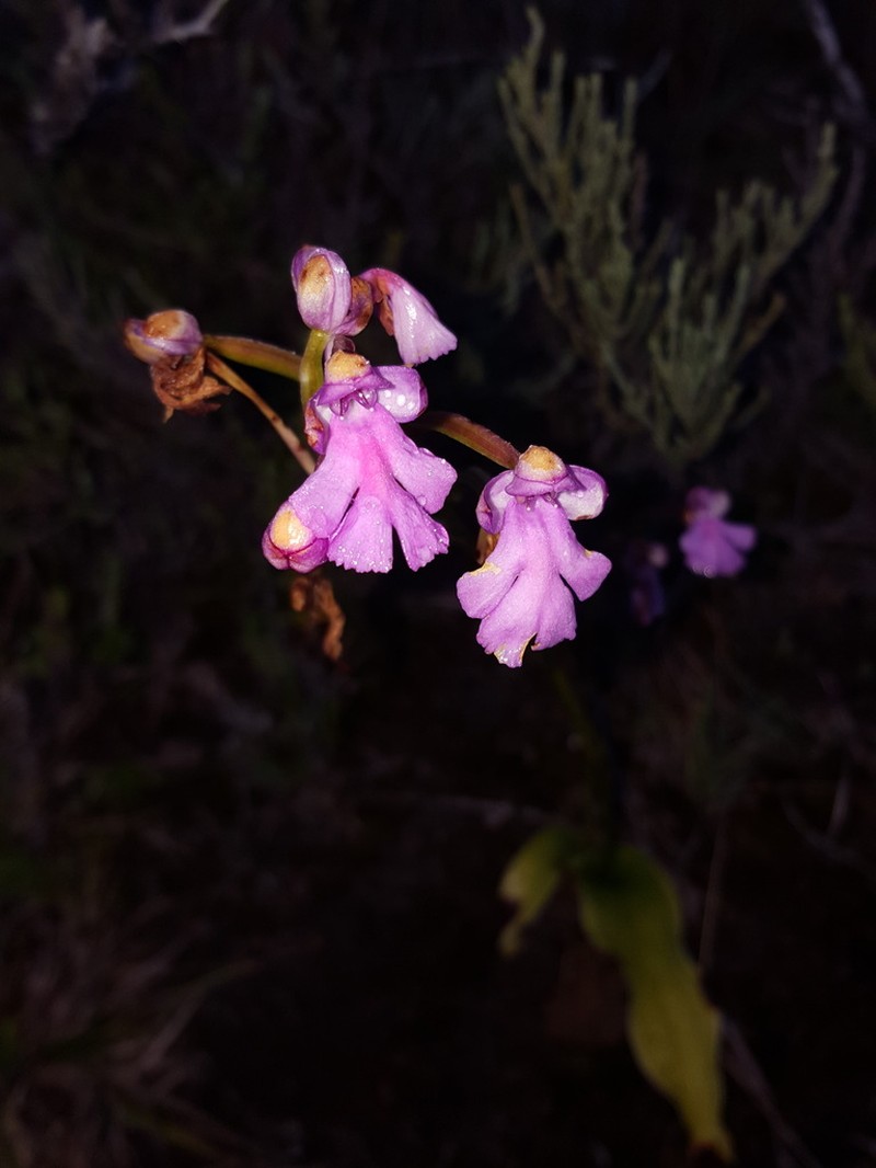 Cynorkis purpurascens photo 3
