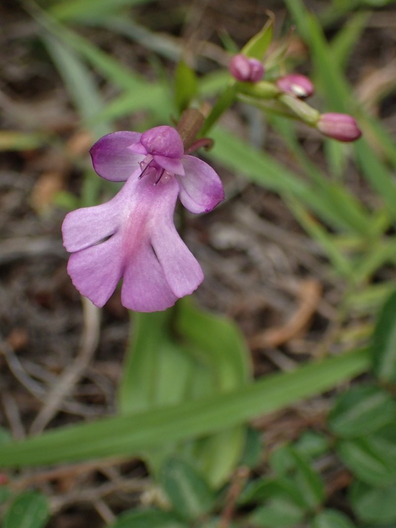 Cynorkis purpurascens photo 4