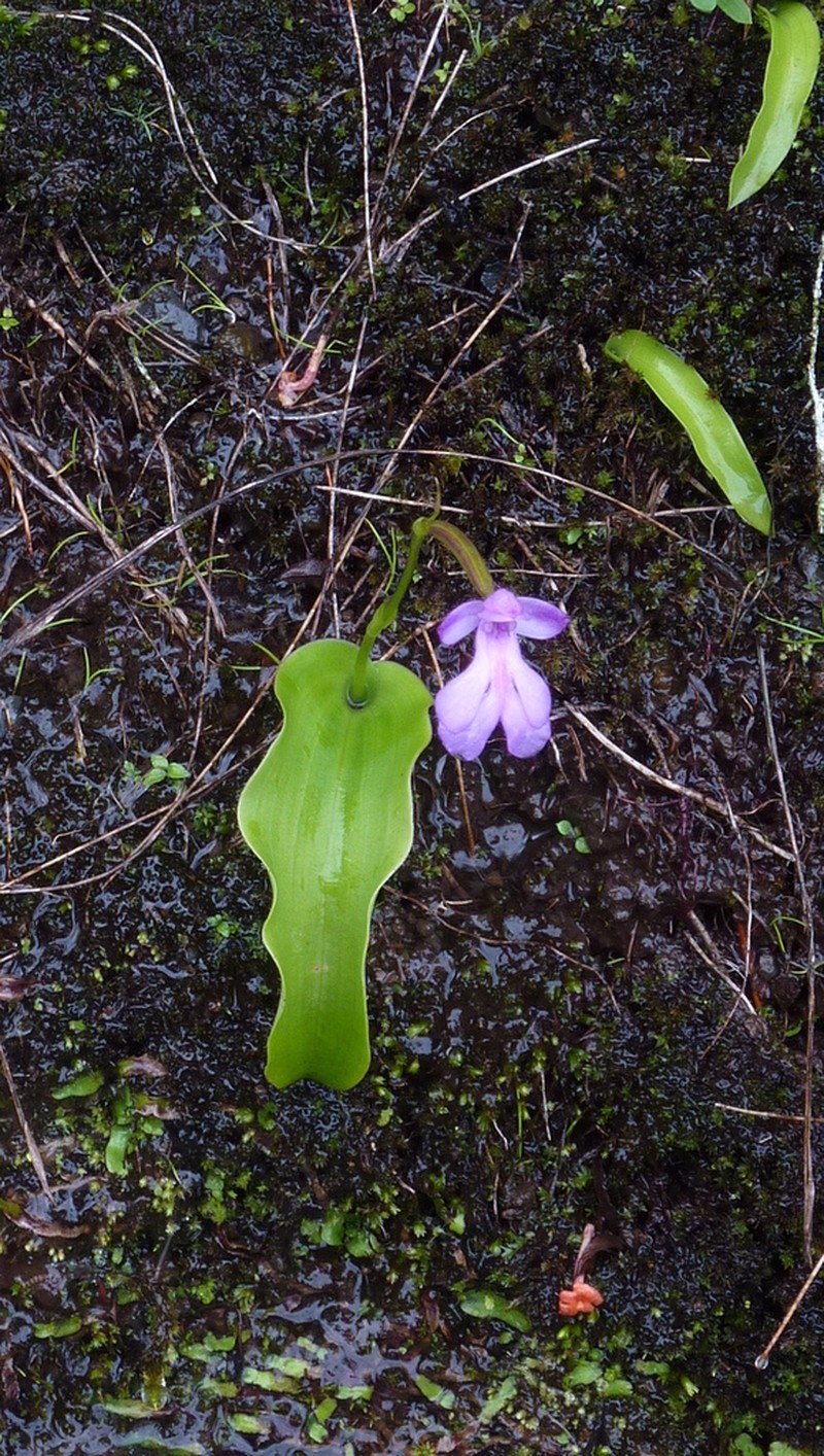 Cynorkis purpurascens photo 5