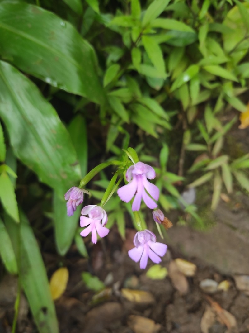 Cynorkis purpurascens photo 6
