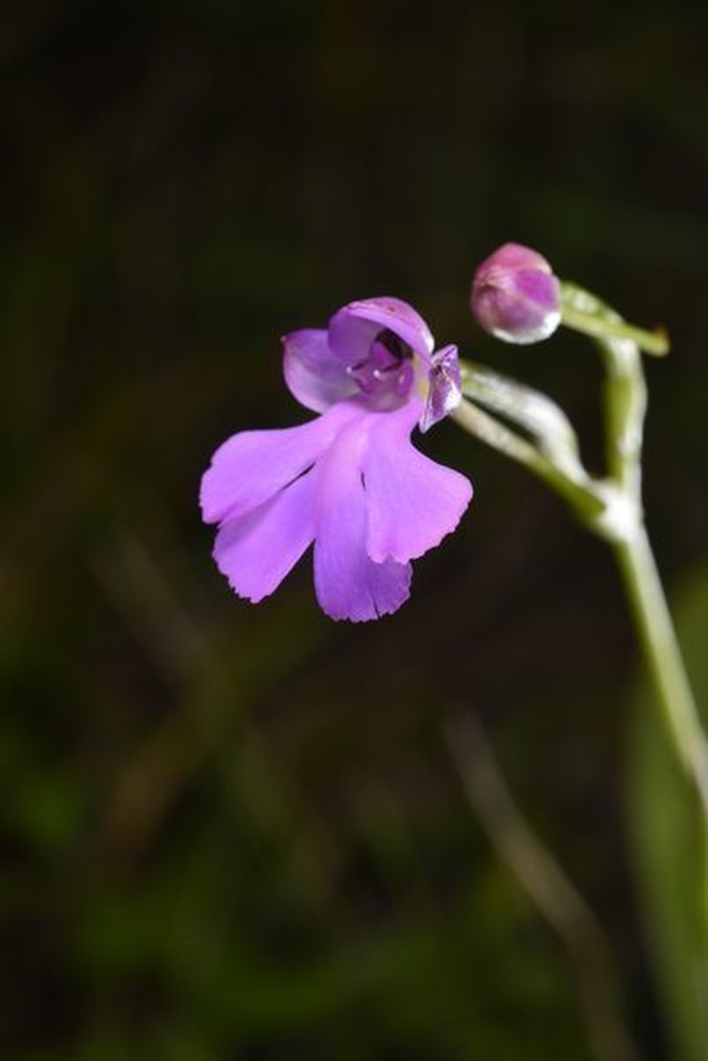 Cynorkis purpurascens photo 7