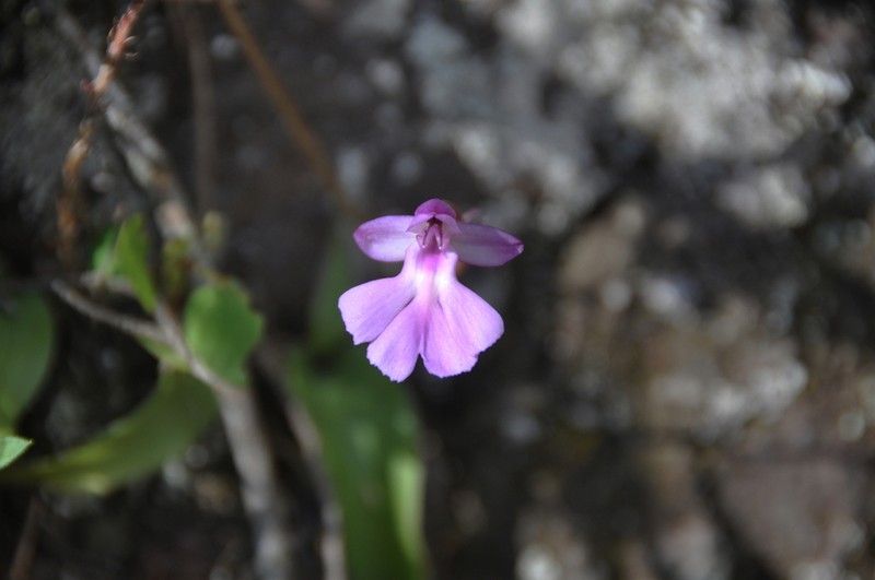 Cynorkis purpurascens photo 8