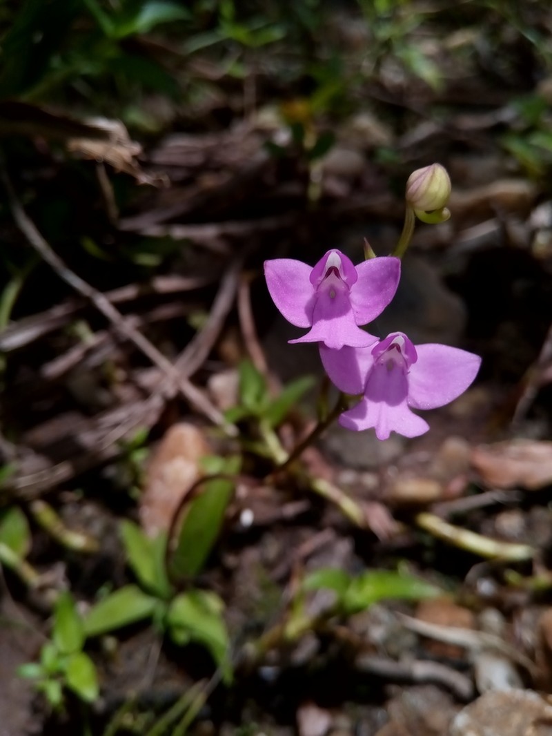 Cynorkis purpurea photo 2