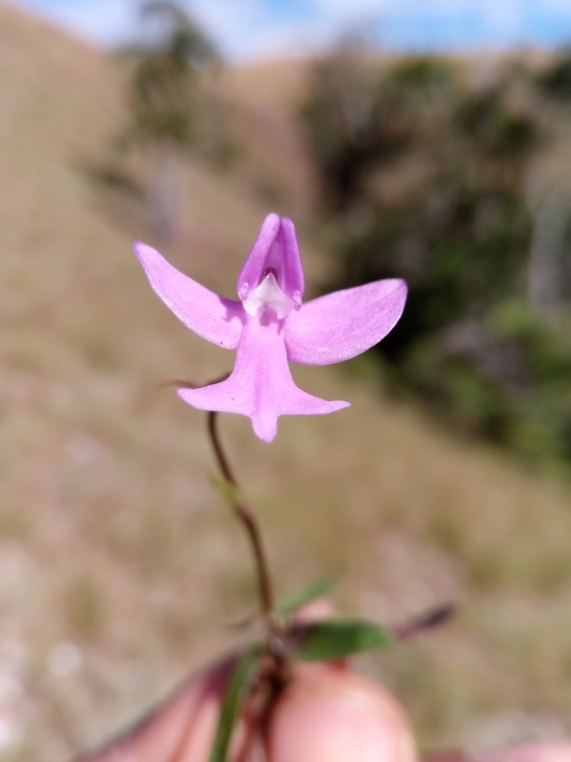 Cynorkis purpurea photo 3