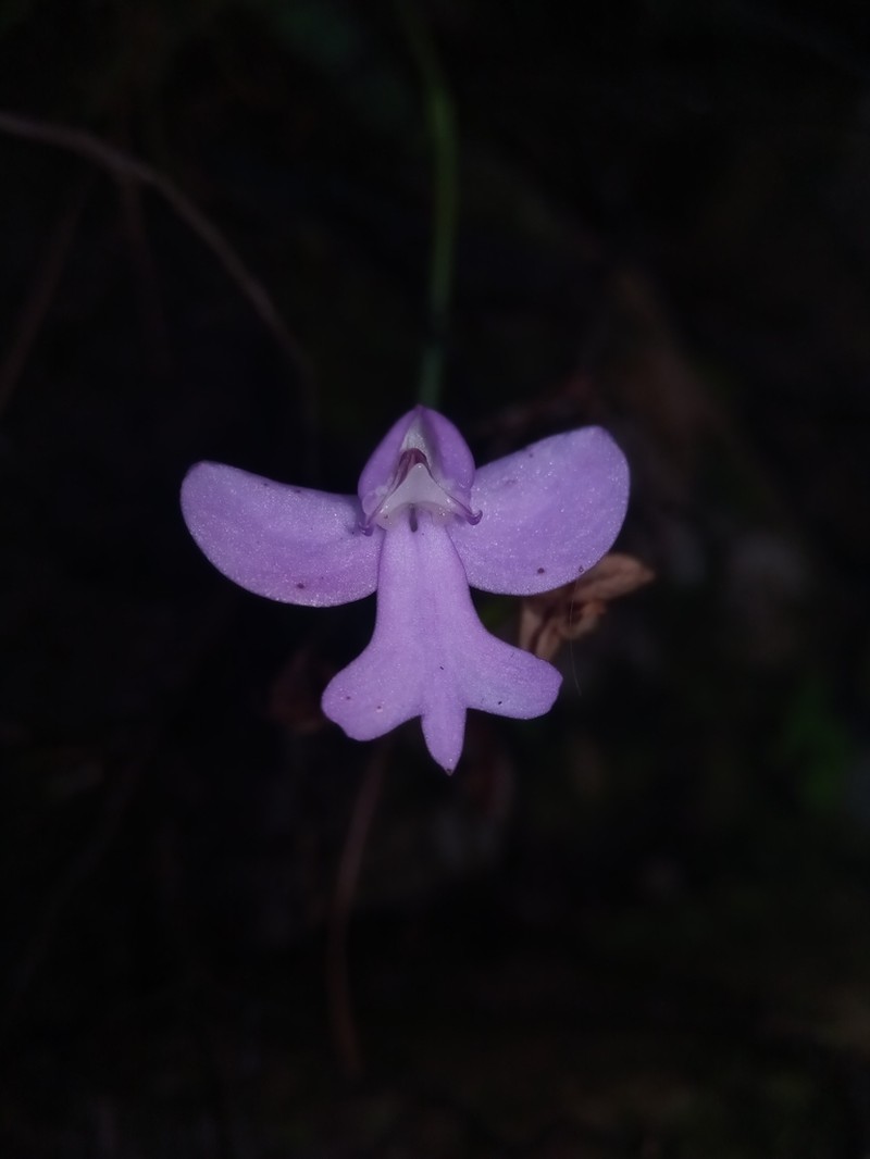 Cynorkis purpurea photo 4