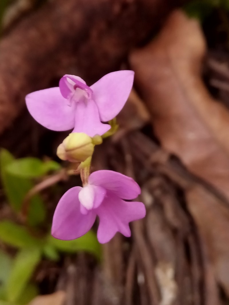 Cynorkis purpurea photo 5