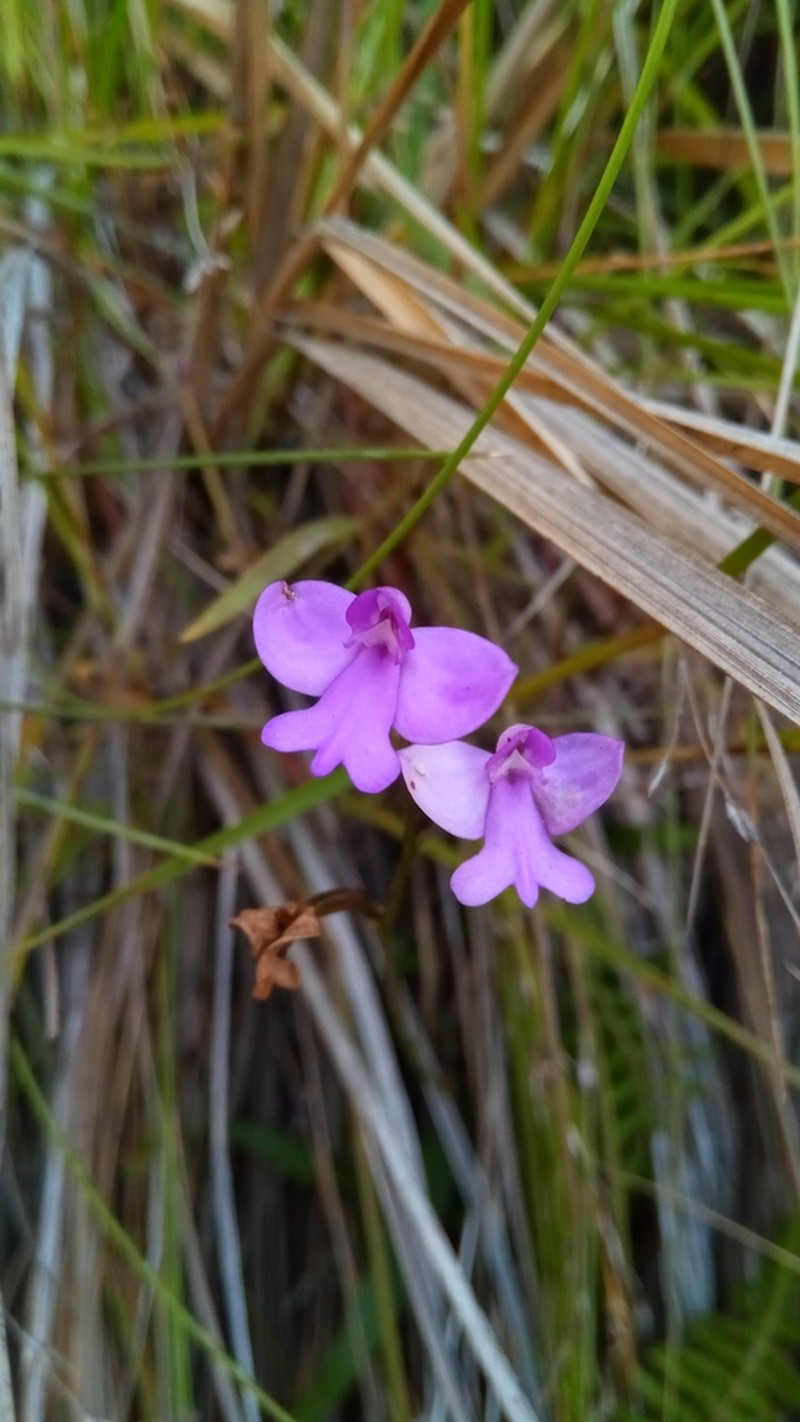 Cynorkis purpurea photo 6