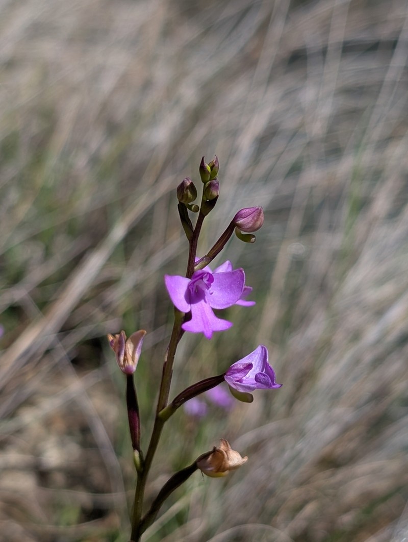 Cynorkis purpurea photo 7