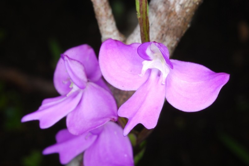 Cynorkis purpurea photo 8
