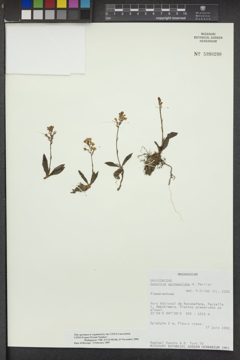 Cynorkis quinqueloba