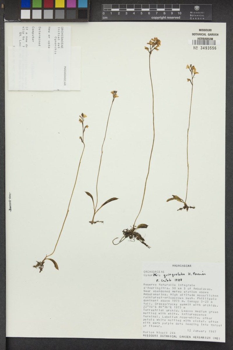 Cynorkis quinqueloba photo 2