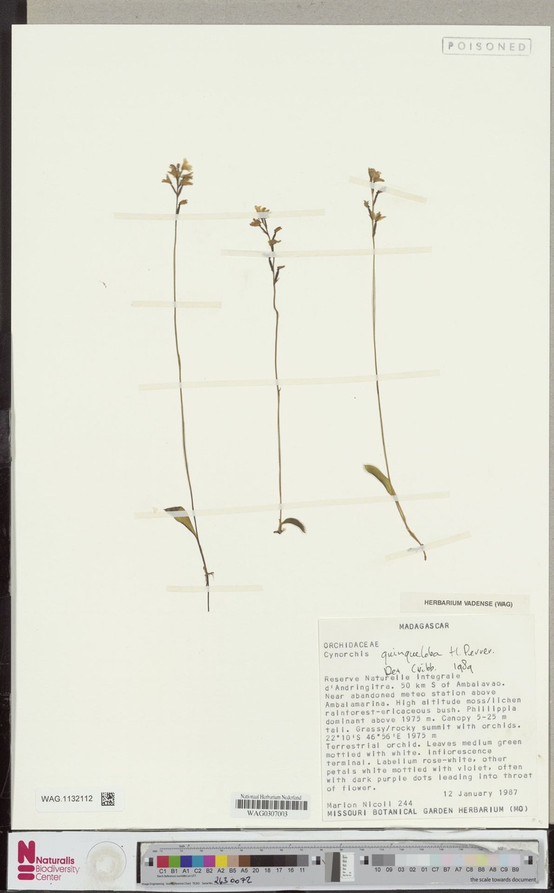 Cynorkis quinqueloba photo 3