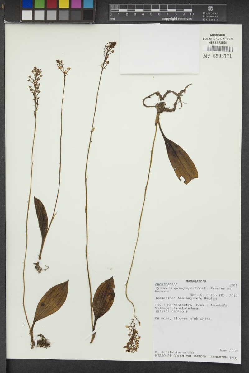 Cynorkis quinquepartita