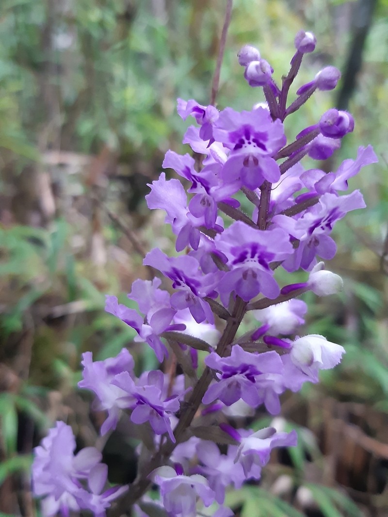 Cynorkis ridleyi
