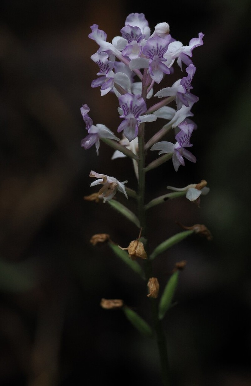 Cynorkis ridleyi photo 2