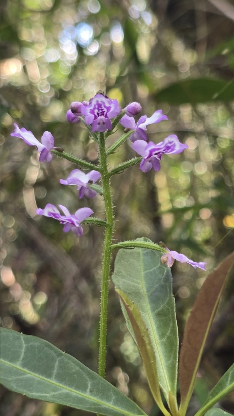 Cynorkis ridleyi photo 3