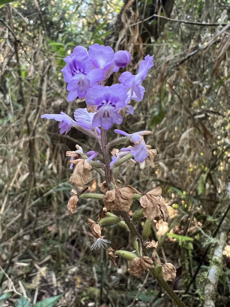 Cynorkis ridleyi photo 4