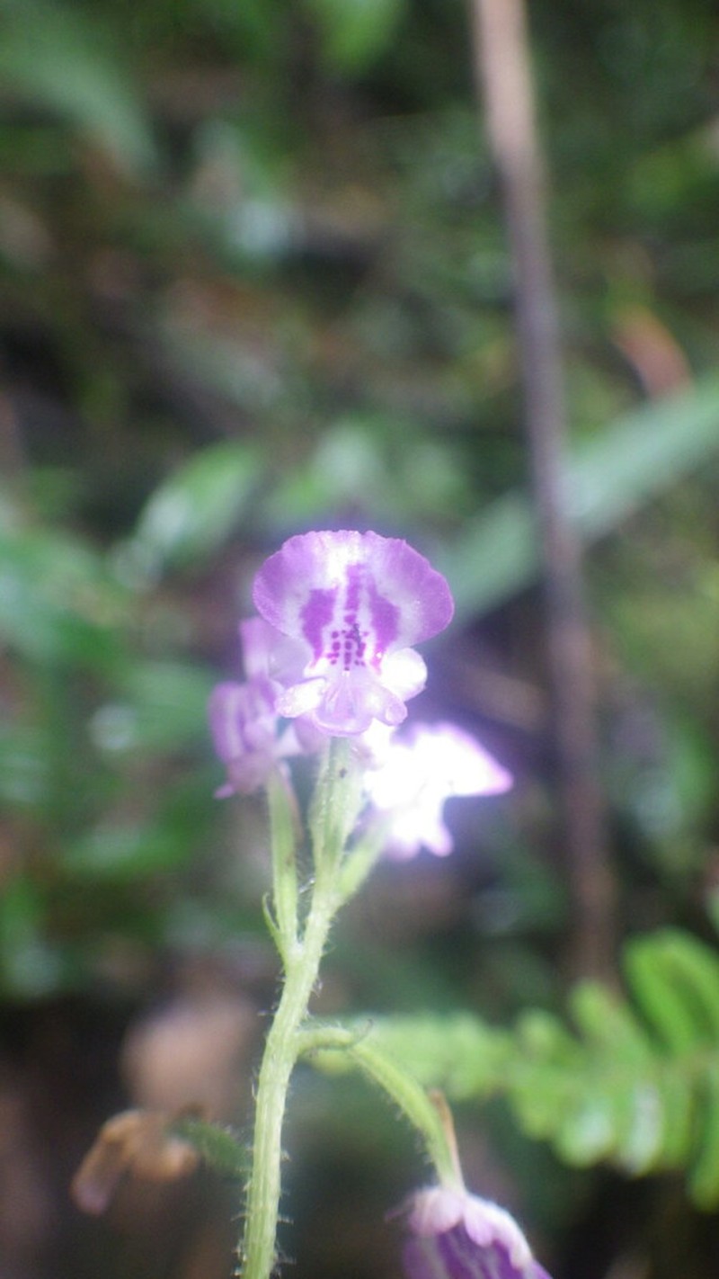 Cynorkis ridleyi photo 5