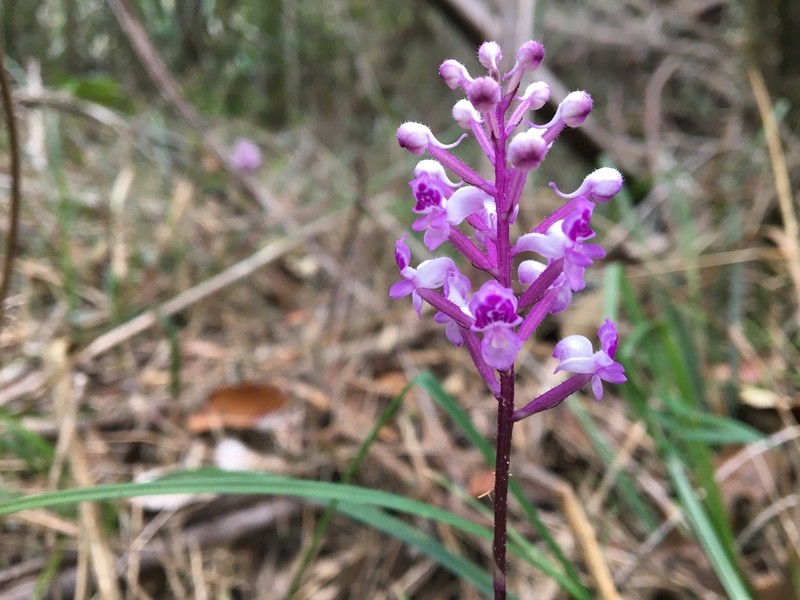 Cynorkis ridleyi photo 6