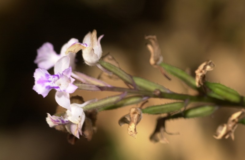Cynorkis ridleyi photo 7